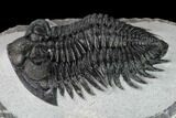 Coltraneia Trilobite Fossil - Huge Faceted Eyes #165845-3